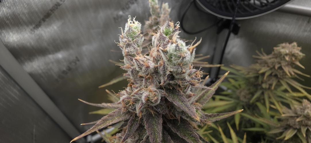 00seeds Gelato Mint - Couple of Plants. Week 15