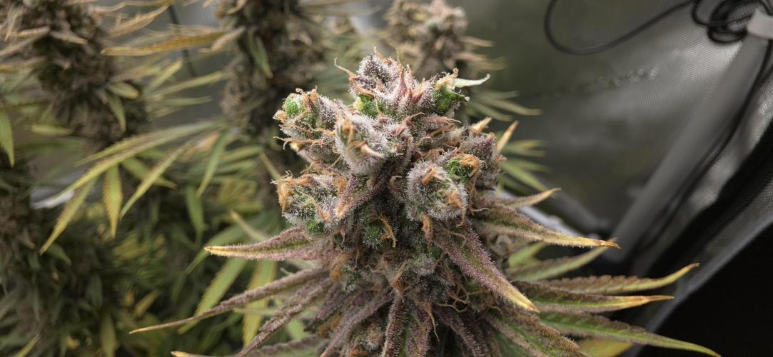 00seeds Gelato Mint - Couple of Plants. Week 15