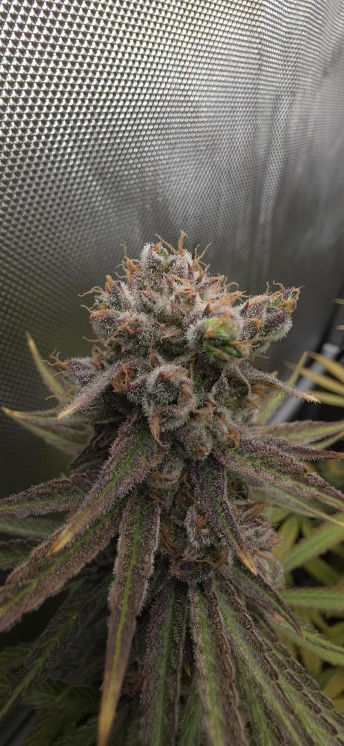 00seeds Gelato Mint - Couple of Plants. Week 15