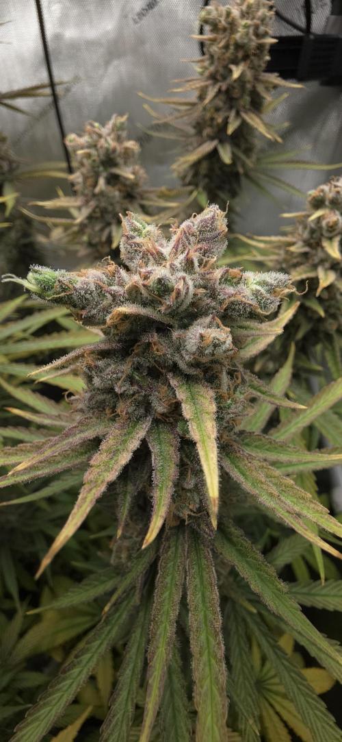 00seeds Gelato Mint - Couple of Plants. Week 15