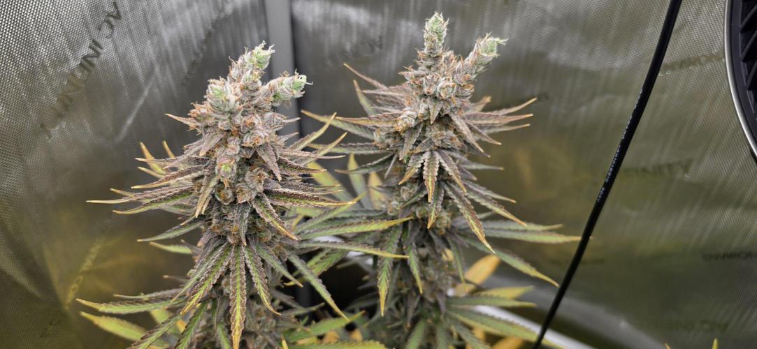 00seeds Gelato Mint - Couple of Plants. Week 15