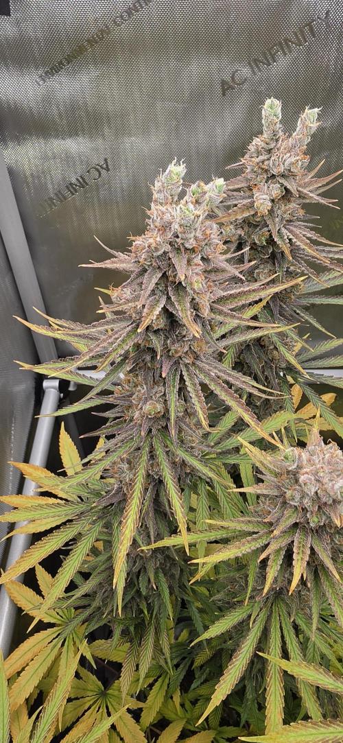 00seeds Gelato Mint - Couple of Plants. Week 15