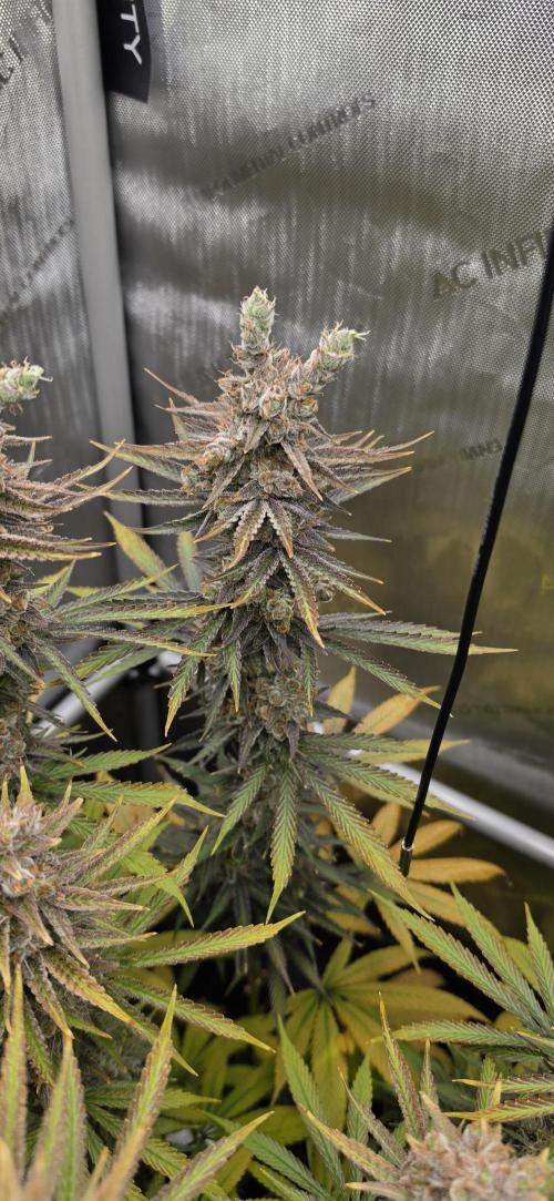 00seeds Gelato Mint - Couple of Plants. Week 15