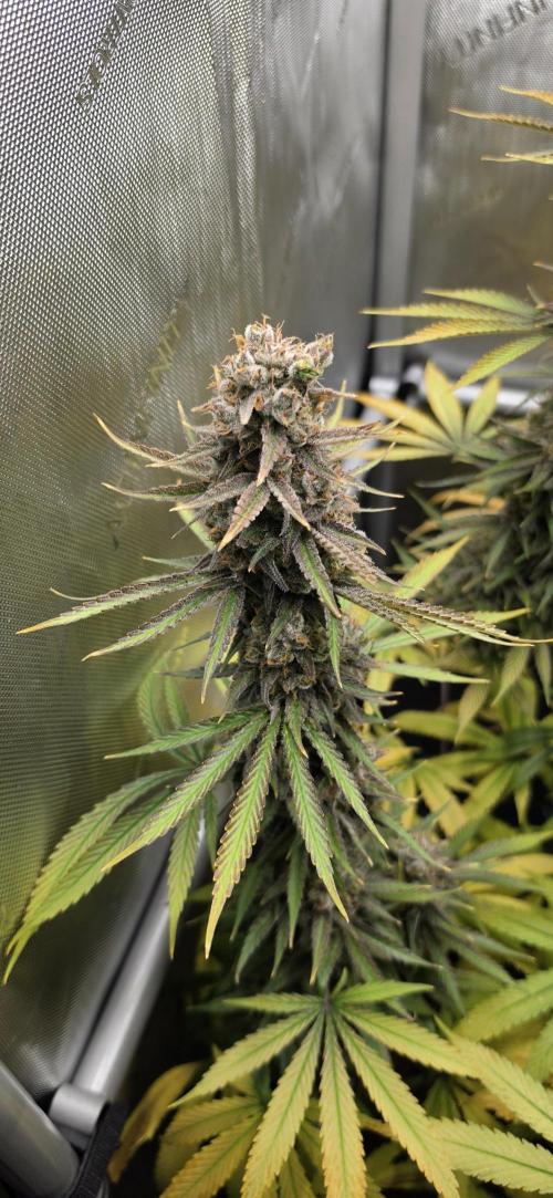 Gelato Mint. Week 15