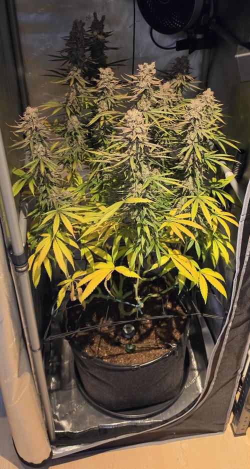 00seeds Gelato Mint - Couple of Plants. Week 16