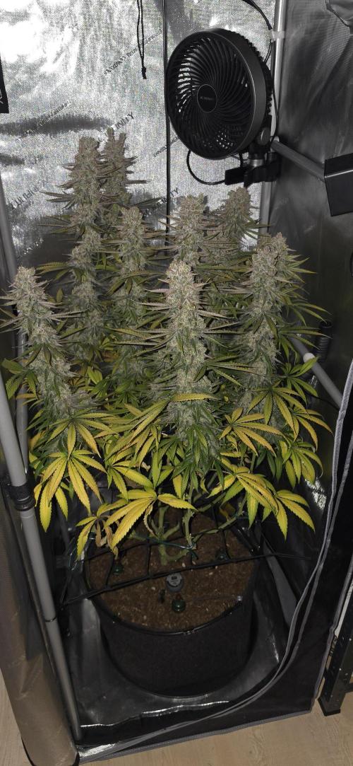 00seeds Gelato Mint - Couple of Plants. Week 16