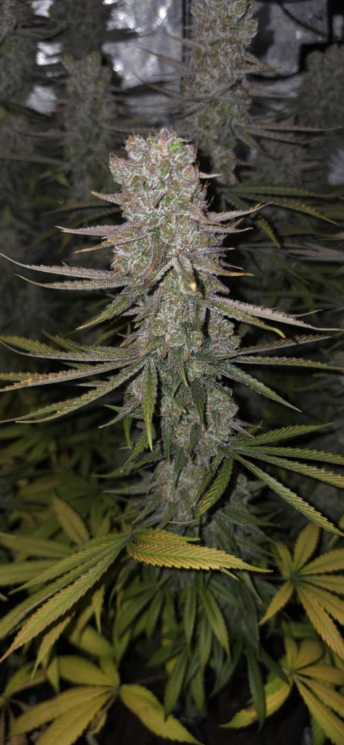 00seeds Gelato Mint - Couple of Plants. Week 16
