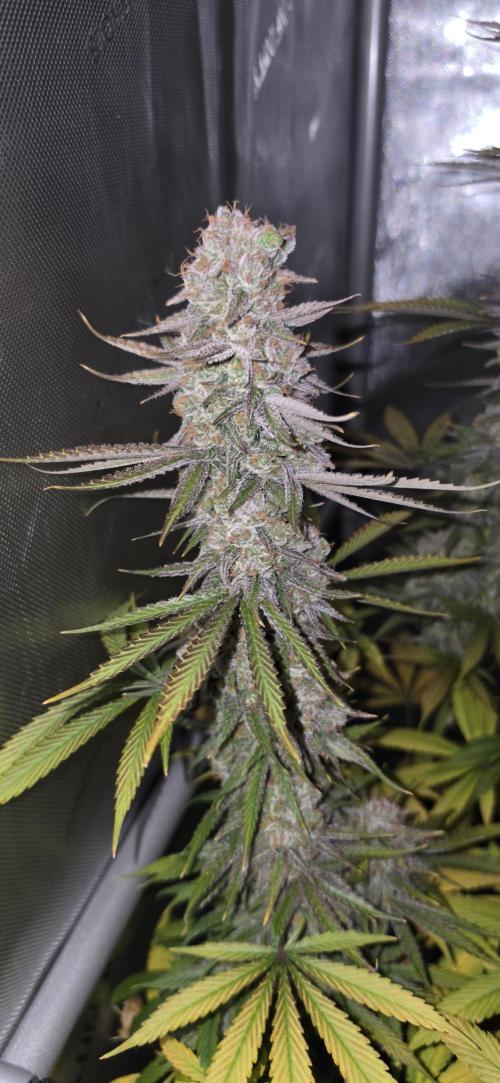 00seeds Gelato Mint - Couple of Plants. Week 16