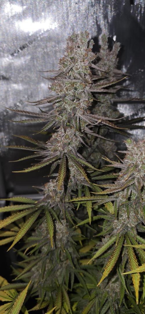 00seeds Gelato Mint - Couple of Plants. Week 16