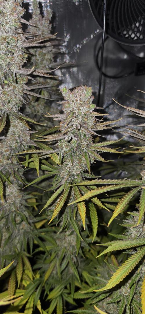 00seeds Gelato Mint - Couple of Plants. Week 16