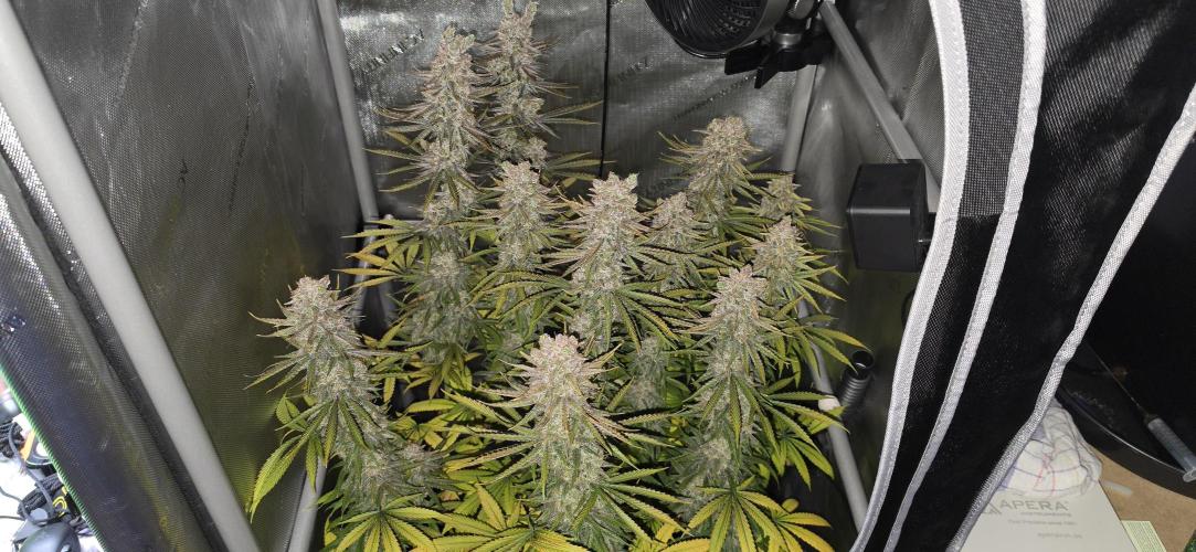 00seeds Gelato Mint - Couple of Plants. Week 16
