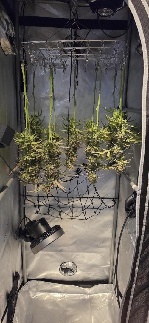 00seeds Gelato Mint - Couple of Plants. Week 16