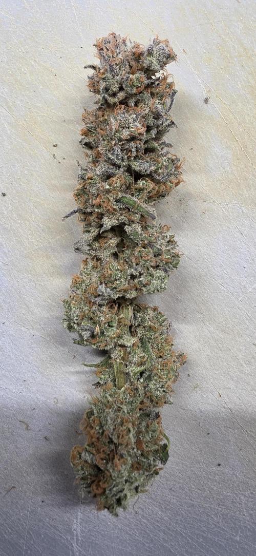 00seeds Gelato Mint - Couple of Plants. Week 16