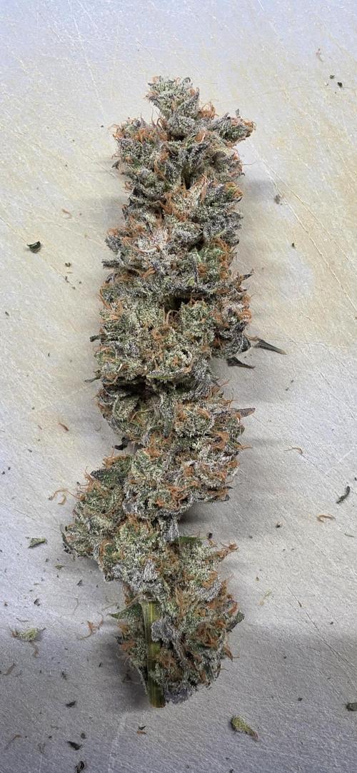 00seeds Gelato Mint - Couple of Plants. Week 16