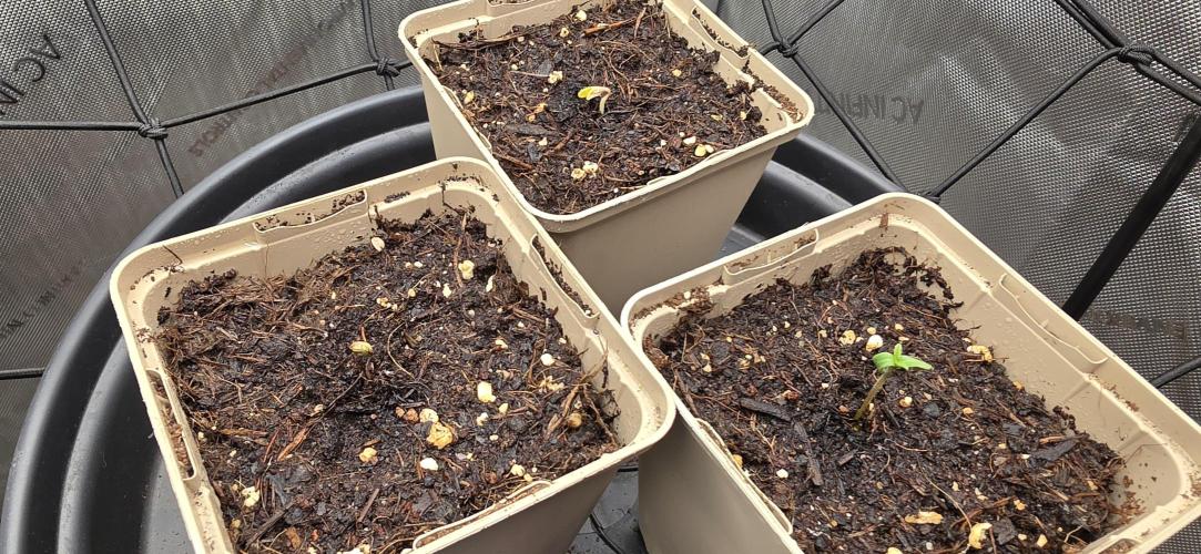 Gorilla Runtz - Living Soil. Week 0