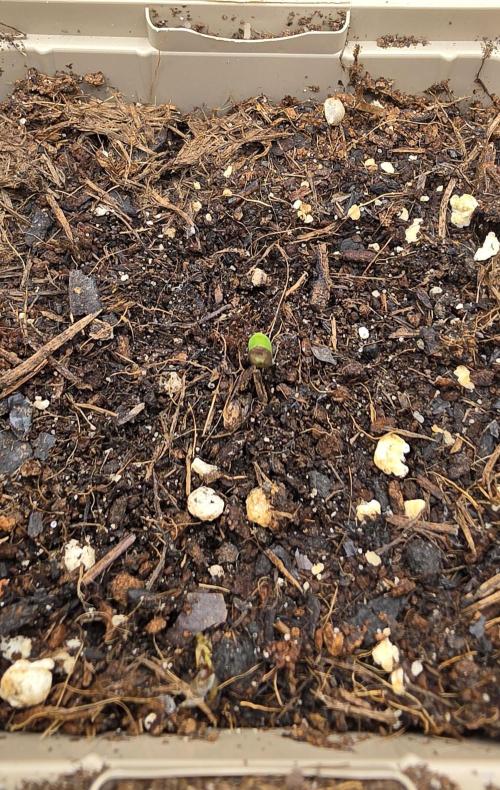 Gorilla Runtz - Living Soil. Week 0