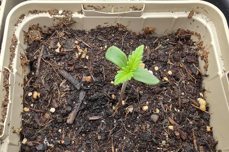 Gorilla Runtz - Living Soil. Week 0
