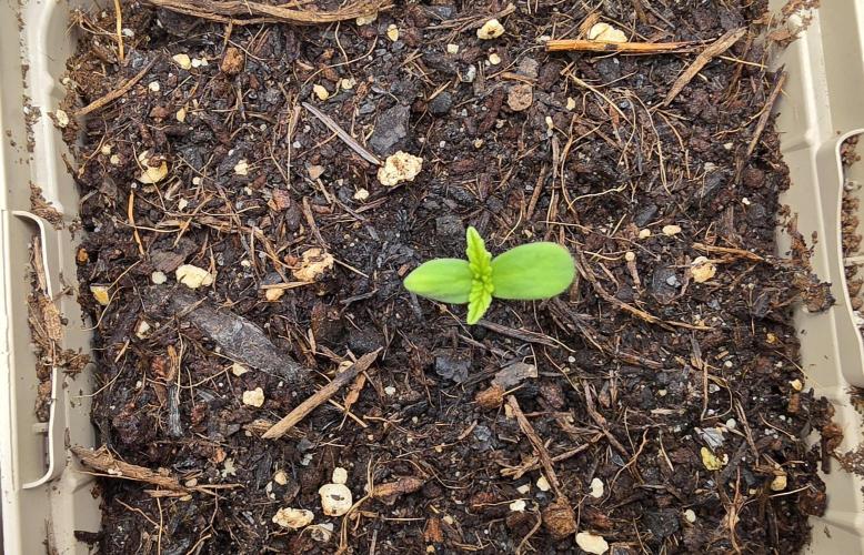 Gorilla Runtz - Living Soil. Week 0