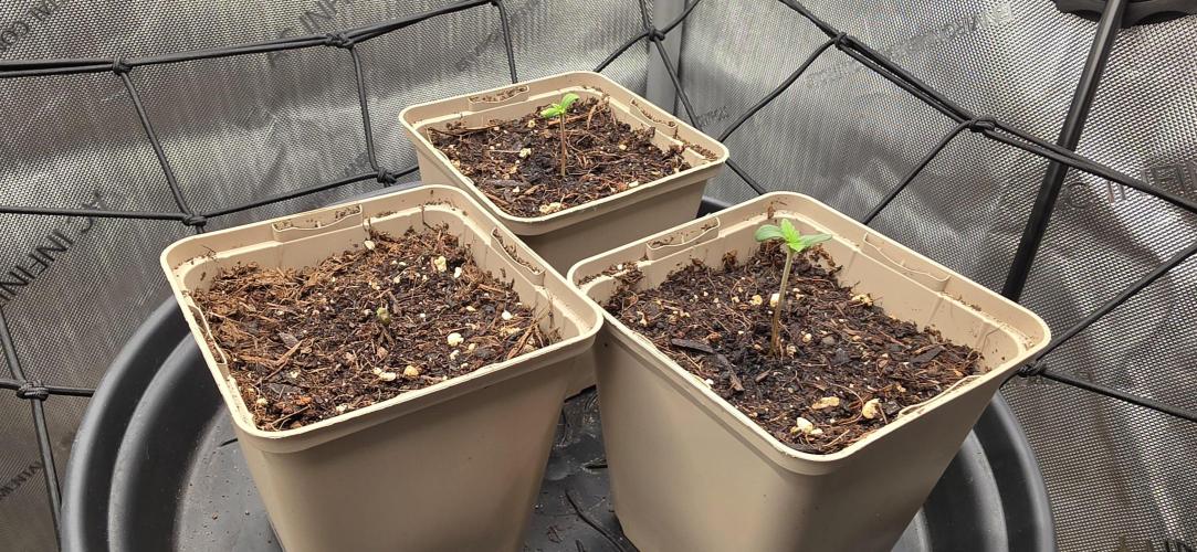 Gorilla Runtz - Living Soil. Week 0