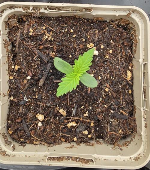 Gorilla Runtz - Living Soil. Week 0