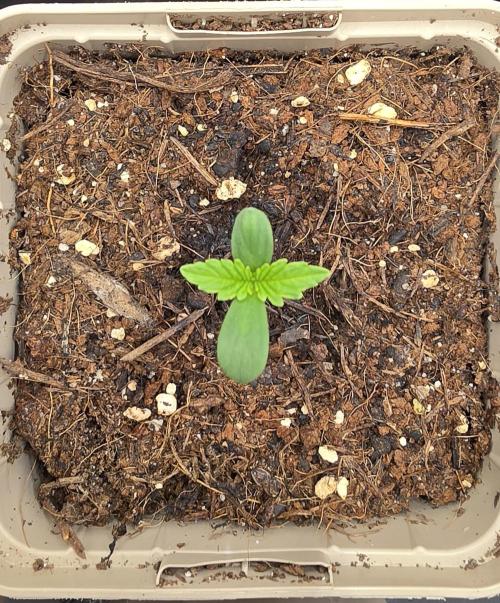Gorilla Runtz - Living Soil. Week 0