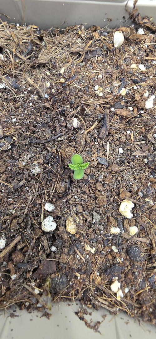 Gorilla Runtz - Living Soil. Week 0