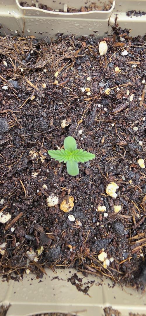 Gorilla Runtz - Living Soil. Week 0