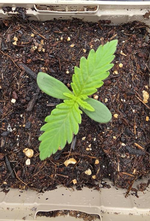 Gorilla Runtz - Living Soil. Week 0