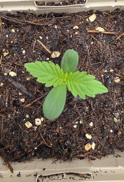 Gorilla Runtz - Living Soil. Week 0