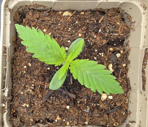 Gorilla Runtz - Living Soil. Week 0