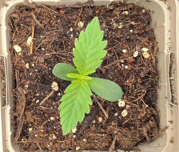 Gorilla Runtz - Living Soil. Week 0