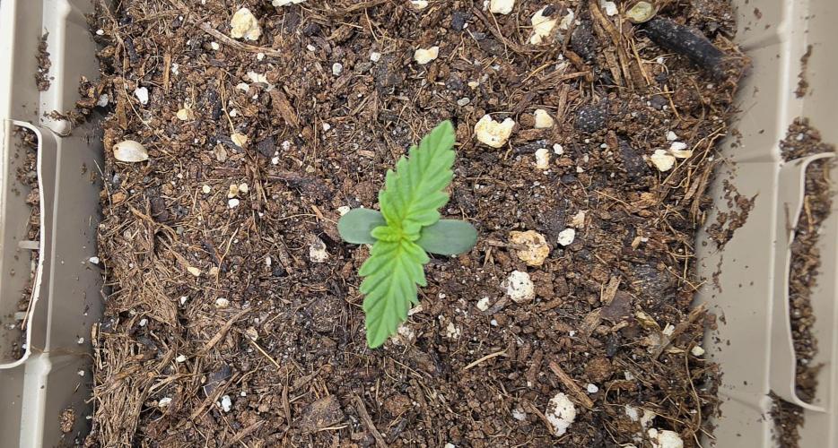 Gorilla Runtz - Living Soil. Week 0