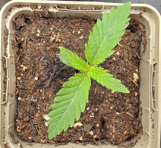 Gorilla Runtz - Living Soil. Week 0