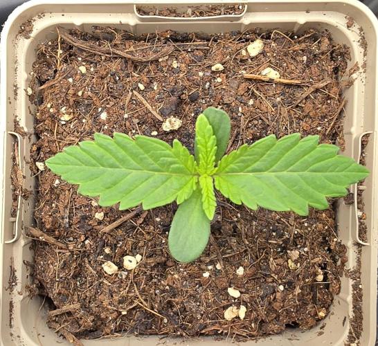 Gorilla Runtz - Living Soil. Week 0