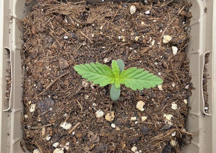 Gorilla Runtz - Living Soil. Week 0