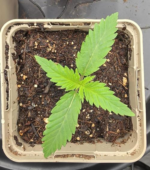Gorilla Runtz - Living Soil. Week 0
