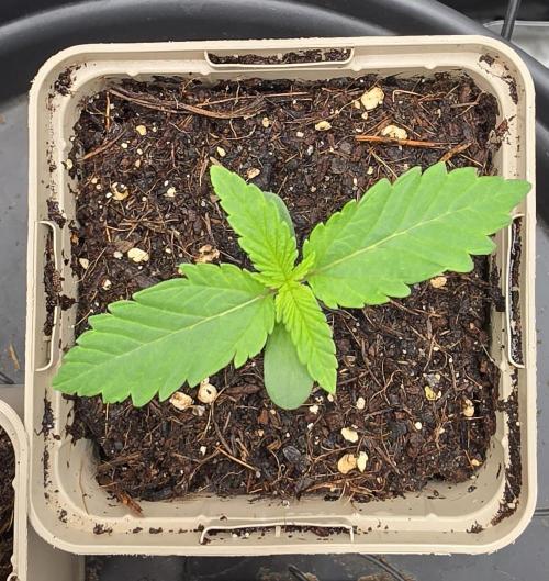 Gorilla Runtz - Living Soil. Week 0