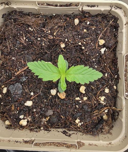 Gorilla Runtz - Living Soil. Week 0