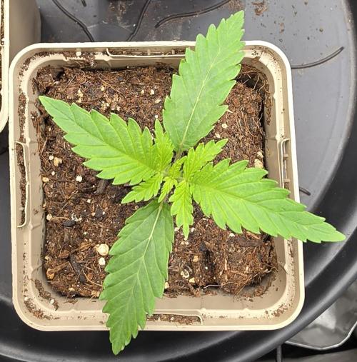 Gorilla Runtz - Living Soil. Week 0