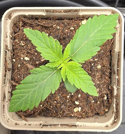 Gorilla Runtz - Living Soil. Week 0