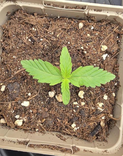 Gorilla Runtz - Living Soil. Week 0