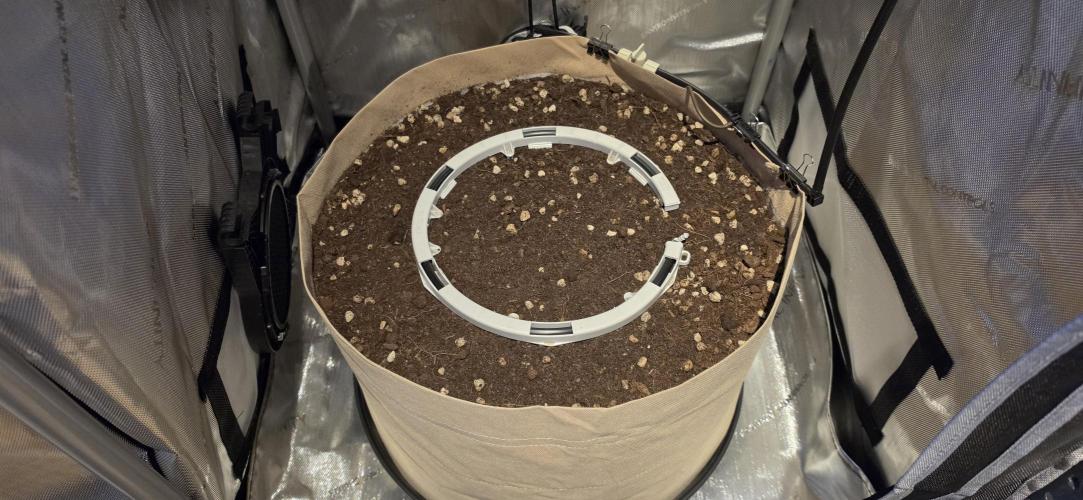 Gorilla Runtz - Living Soil. Week 0
