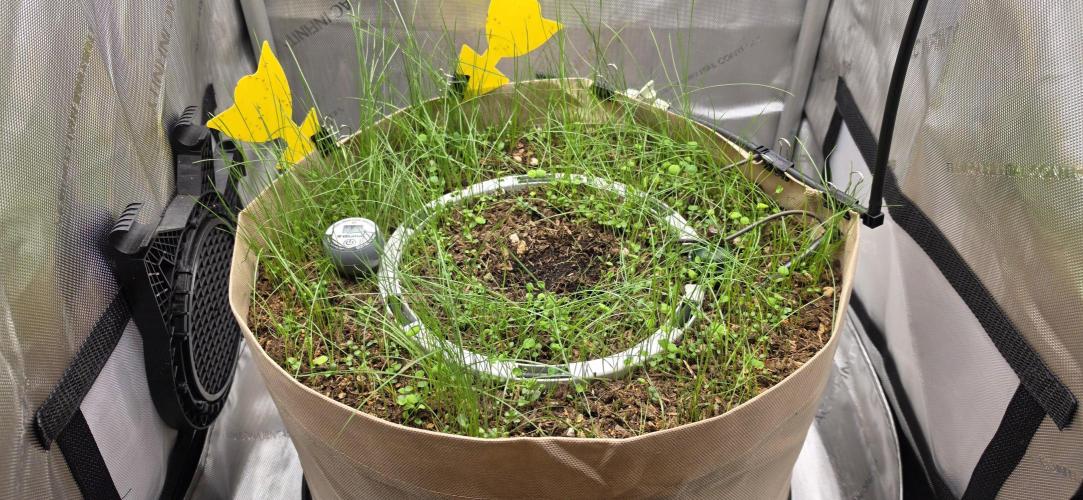 Gorilla Runtz - Living Soil. Week 0