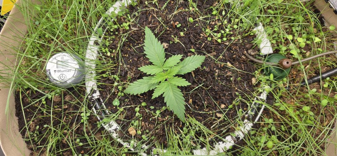 Gorilla Runtz - Living Soil. Week 1