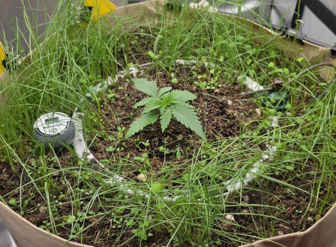 Gorilla Runtz - Living Soil. Week 1