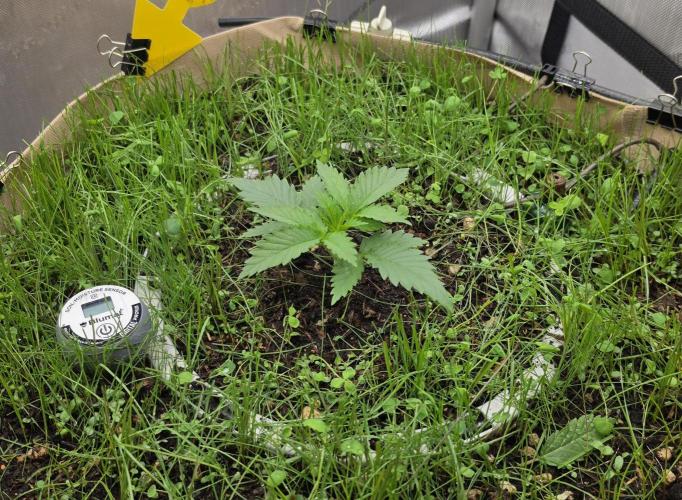 Gorilla Runtz - Living Soil. Week 1