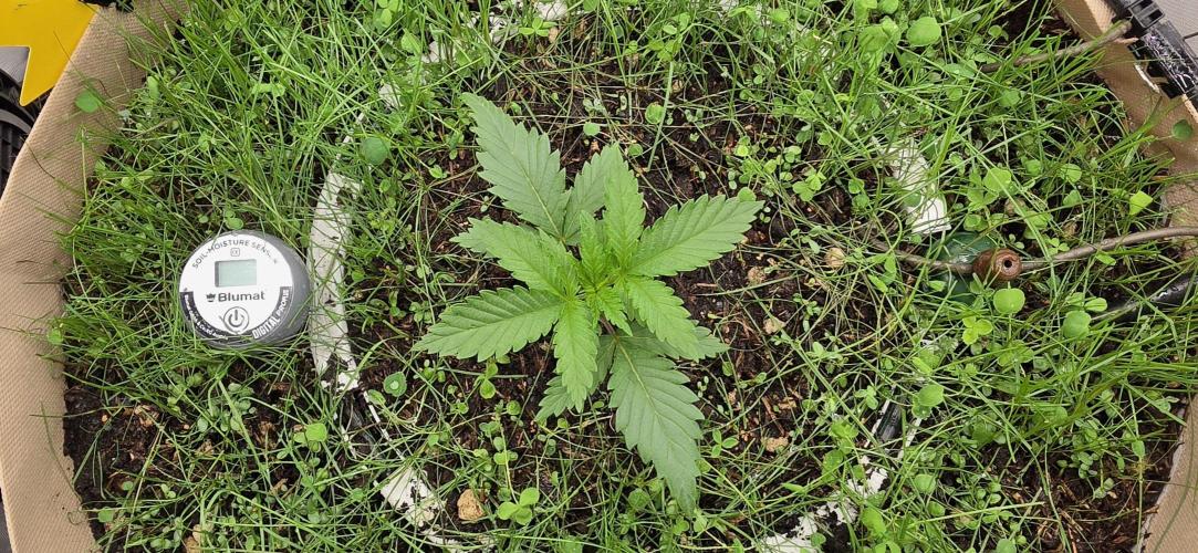 Gorilla Runtz - Living Soil. Week 1