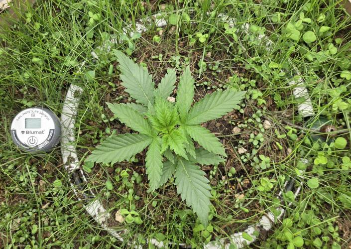 Gorilla Runtz - Living Soil. Week 1