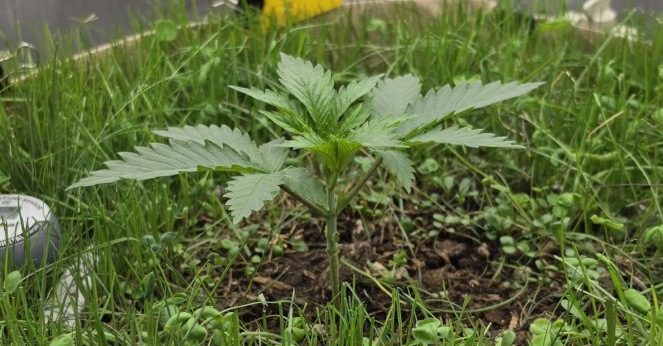 Gorilla Runtz - Living Soil. Week 1