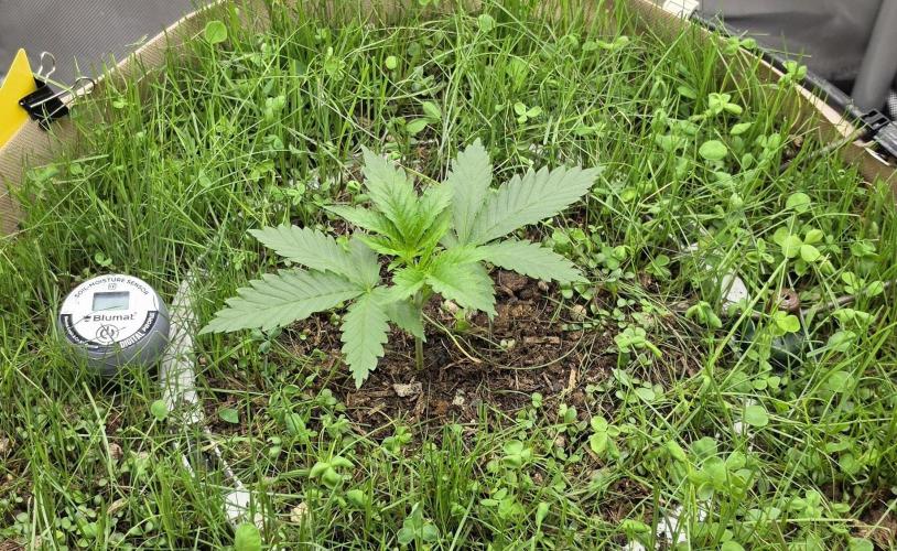 Gorilla Runtz - Living Soil. Week 1